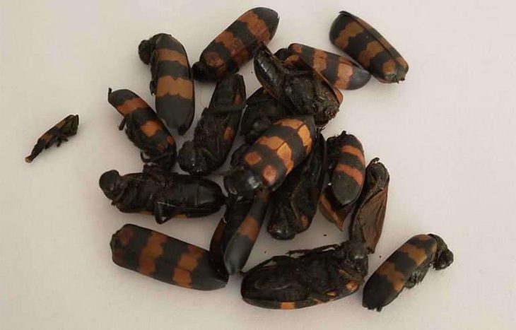 Ba người ngộ độc nặng sau khi ăn sâu ban miêu- Ảnh 1. Loài sâu ban miêu mà 3 người bị ngộ độc đã ăn phải